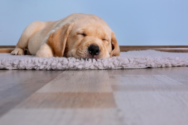 Lindo cachorro labrador retriever durmiendo en el piso en casa