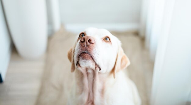 Lindo cachorro labrador retriever em casa cão engraçado cão olhando para cima