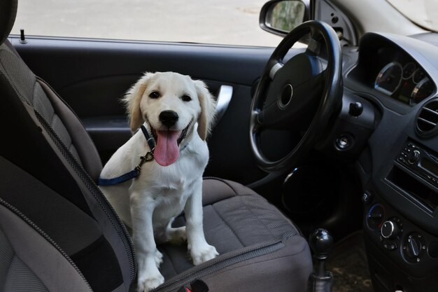 Foto lindo cachorro labrador retriever no carro