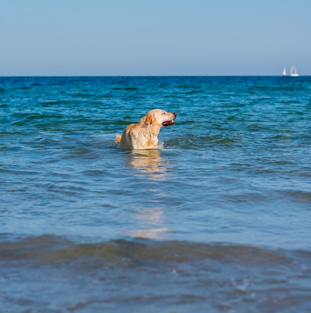 Lindo cachorro labrador se divertindo na praia