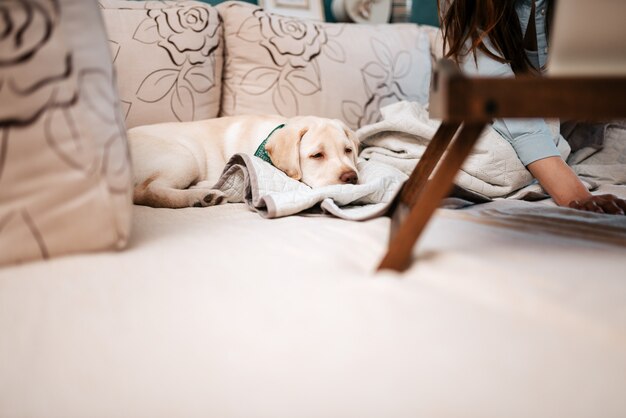 Lindo cachorro labrador tiene sueño.