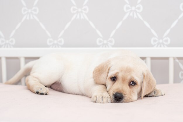 Lindo cachorro leonado en la cama y la almohada.