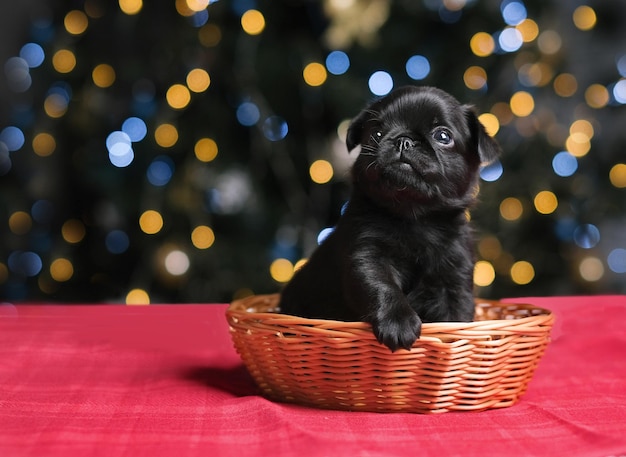 Lindo cachorro leonado está durmiendo en el sombrero de Santa. Fondo de bokeh de árbol de año nuevo. Pequeña cara divertida. C