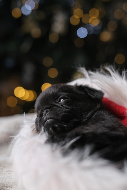 Lindo cachorro leonado está durmiendo en el sombrero de Santa. Fondo de bokeh de árbol de año nuevo. Pequeña cara divertida. C