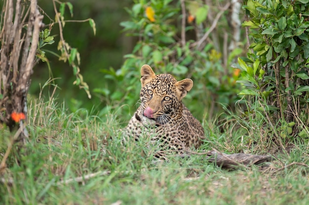 Lindo cachorro de leopardo