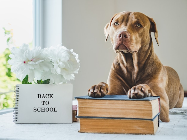 Lindo cachorro y libros antiguos. Foto del estudio