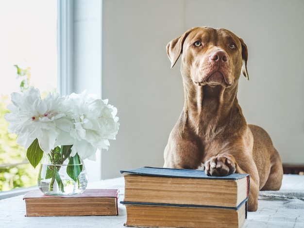 Lindo cachorro y libros antiguos. Foto del estudio