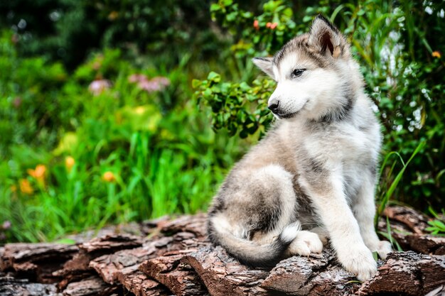 Lindo cachorro malamute de Alaska en jardín de hierba