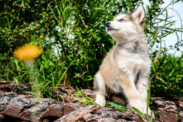 Lindo cachorro malamute de Alaska en jardín de hierba