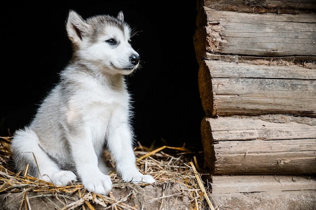 Lindo cachorro malamute de Alaska en jardín de hierba