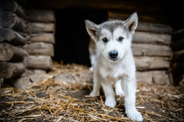 Lindo cachorro malamute de Alaska en jardín de hierba