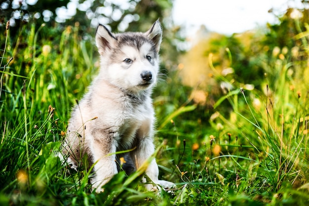 Lindo cachorro malamute de alaska en jardín de hierba