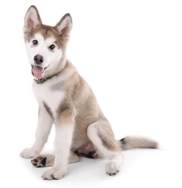 Lindo cachorro Malamute sentado aislado en blanco