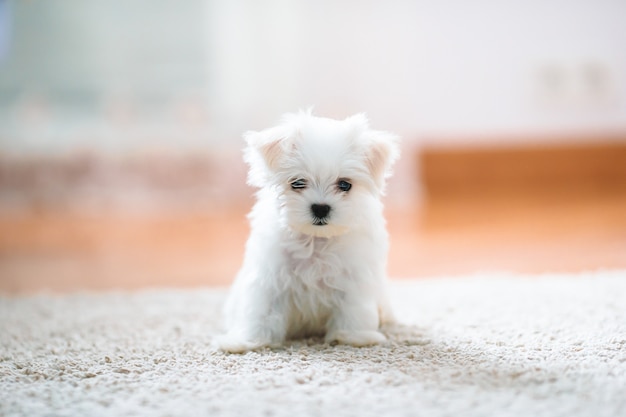 Lindo cachorro maltés blanco, 2 meses mirándonos