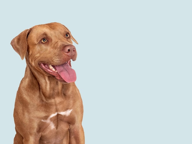 Lindo cachorro marrom Fechado dentro de casa Foto de estúdio