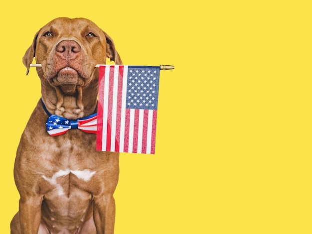 Lindo cachorro marrón y una bandera americana