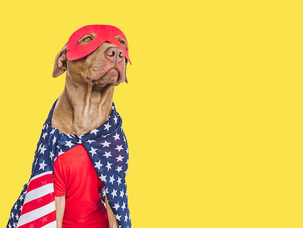 Lindo cachorro marrón disfraz de superhéroe y bandera estadounidense