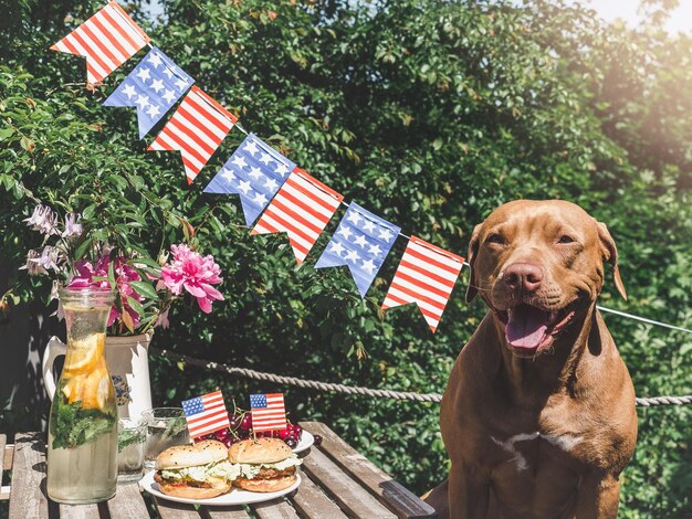 Un lindo cachorro marrón y dos deliciosas hamburguesas.