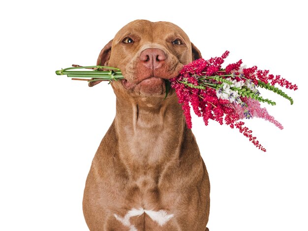 Lindo cachorro marrón y flores brillantes Primer plano en el interior del estudio Felicidades para la familia parientes seres queridos amigos y colegas concepto de cuidado de mascotas