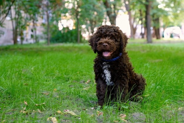 Lindo cachorro marrón lagotto romagnolo sentado en la hierba y mirando a la cámara en el espacio de verano para