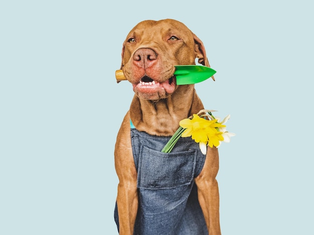 Lindo cachorro marrón y una pala de jardín