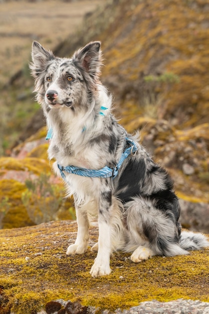 Foto lindo cachorro merle border collie