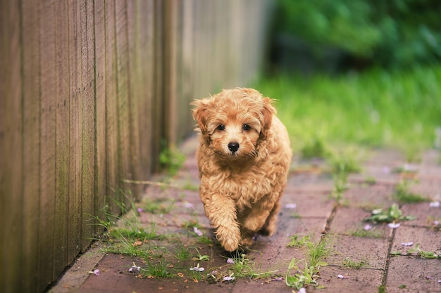 Foto lindo cachorro moodle caminando al aire libre