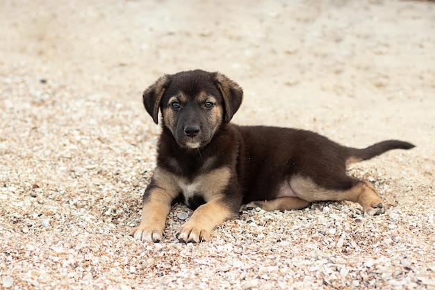 Lindo cachorro no doméstico en la playa.