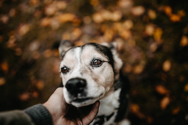 lindo cachorro no outono está triste com um homem