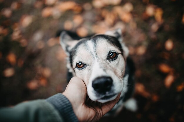 lindo cachorro no outono está triste com um homem