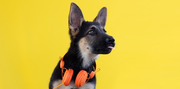 Un lindo cachorro de pastor alemán en auriculares aislado sobre fondo amarillo