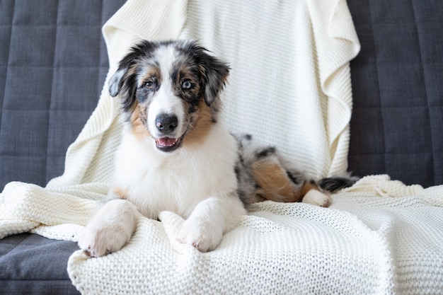 Lindo cachorro de pastor australiano azul merle. Ojos de diferentes colores. debajo de la tela escocesa blanca. La mascota se calienta debajo de una manta en el frío invierno. Concepto de cuidado de mascotas.