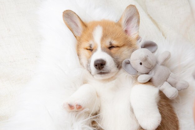 Lindo cachorro Pembroke Welsh Corgi acostado sobre una manta de piel sobre su espalda durmiendo con un juguete