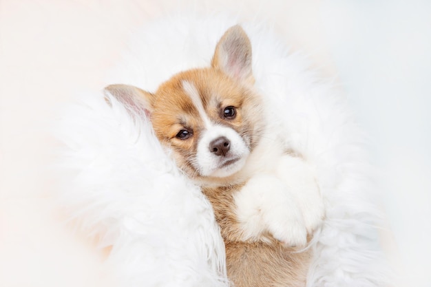 Lindo cachorro Pembroke Welsh Corgi acostado sobre una manta de piel sobre su espalda durmiendo