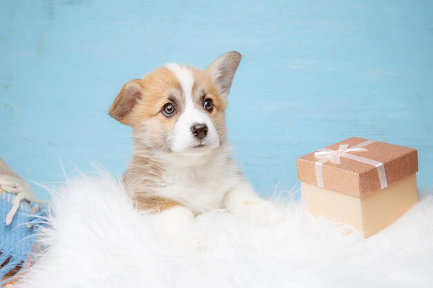 Lindo cachorro de pembroke Welsh corgi sentado sobre un fondo azul