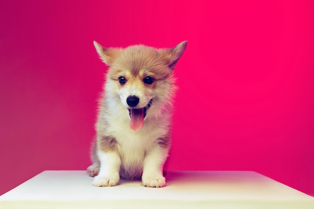 Lindo cachorro pequeño de perro Corgi posando tranquilamente aislado sobre fondo de estudio rosa en luz de neón