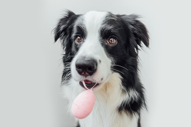 Lindo cachorro de perro border collie con huevo de Pascua en la boca aislado sobre fondo blanco.