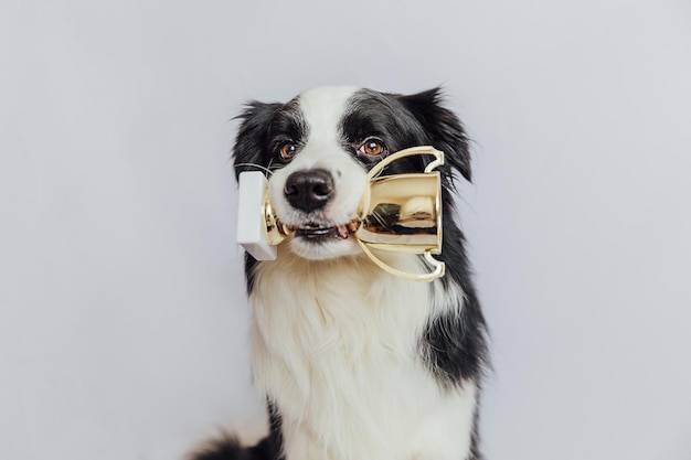 Lindo cachorro perro border collie sosteniendo copa de trofeo de campeón de oro en la boca aislado sobre fondo blanco Ganador campeón gracioso perro Victoria primer lugar de competencia Ganar o concepto de éxito