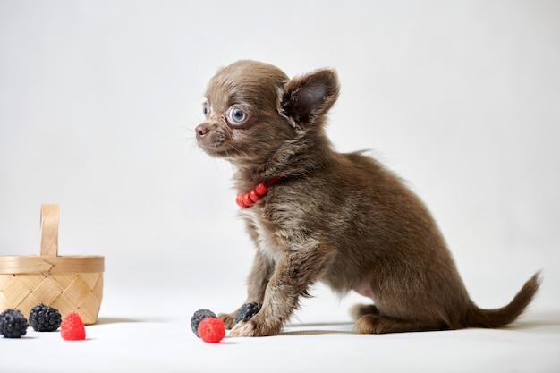 Lindo cachorro de perro chihuahua. Perrito gracioso Preparándose para una exposición canina.