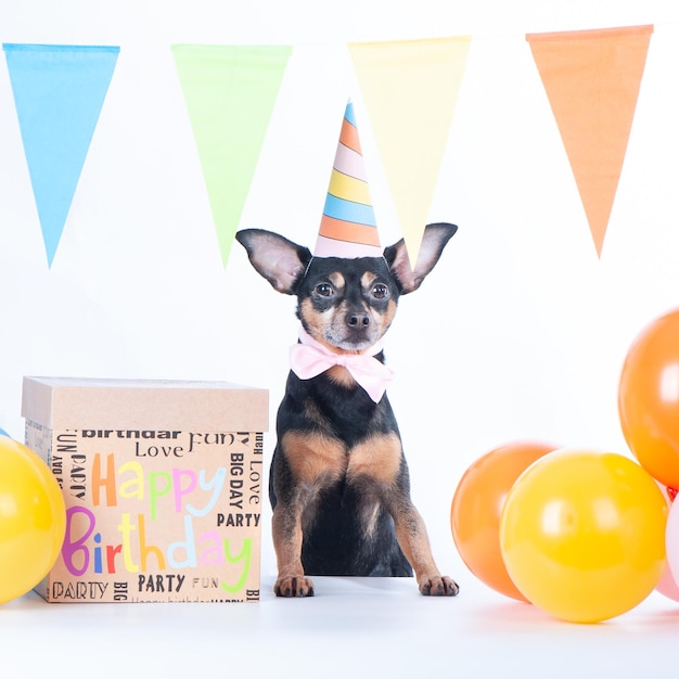 Lindo cachorro de perro en globos de gorro de fiesta y una caja con un cuadrado de concepto de cumpleaños de regalo