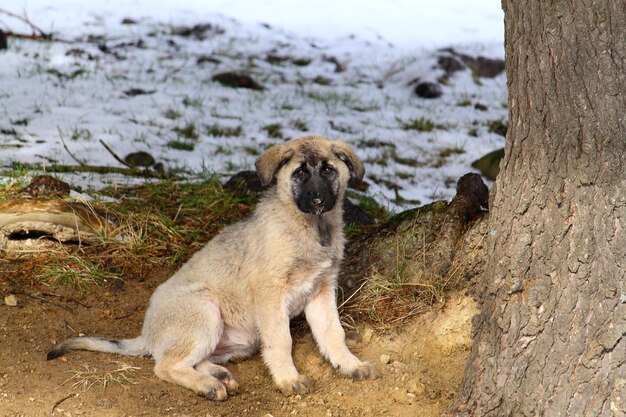 Lindo cachorro de perro y hielo