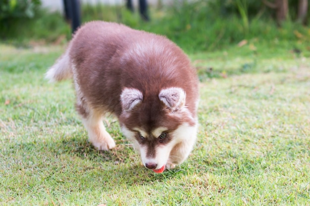 Lindo cachorro de perro husky siberiano