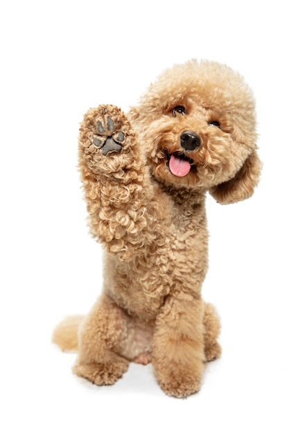 Lindo cachorro de perro Maltipoo posando aislado sobre fondo blanco.