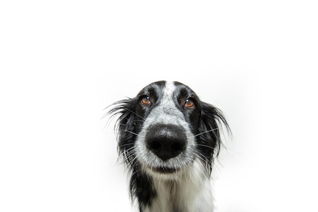 Foto lindo cachorro de perro mirando con ojos dulces aislado sobre fondo blanco.