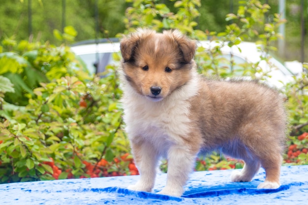 Foto lindo cachorro de perro pastor shetland rojo