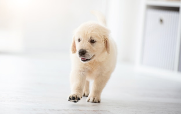 Lindo cachorro de perro perdiguero de pie en el piso en la habitación de luz