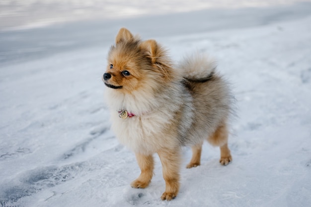 Lindo cachorro de perro de raza Pomerania caminando afuera entre la nieve en un paisaje invernal.