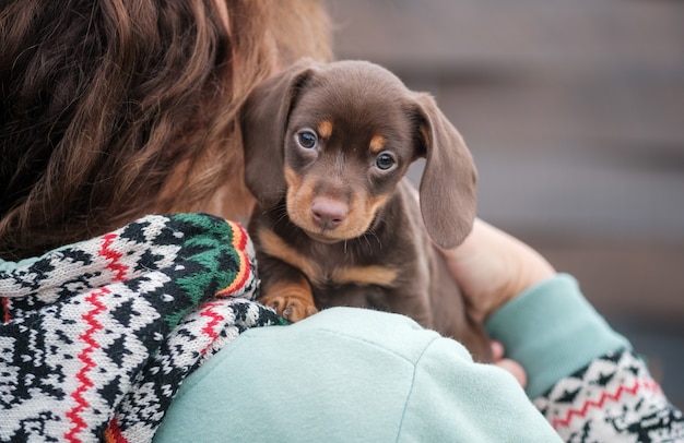 Lindo cachorro de perro salchicha de color café se sienta en el hombro del propietario