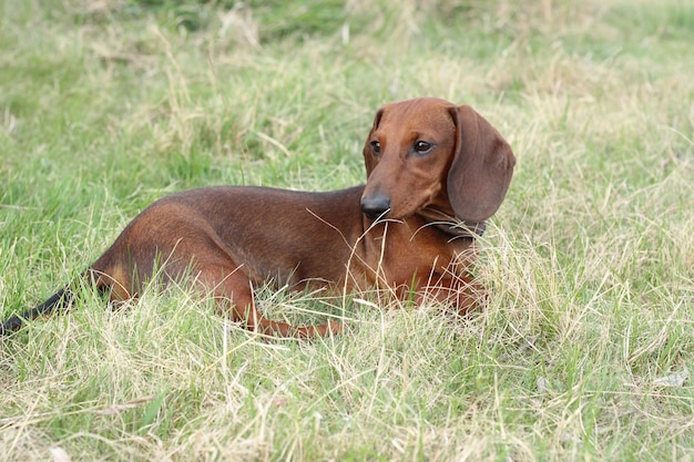 Lindo cachorro de perro salchicha rojo sobre hierba verde