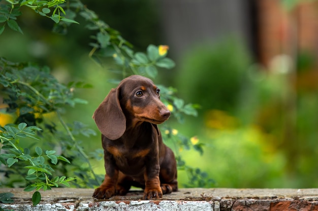 Foto lindo cachorro de perro salchicha sentado sobre fondo natural